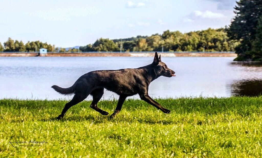 kelpie