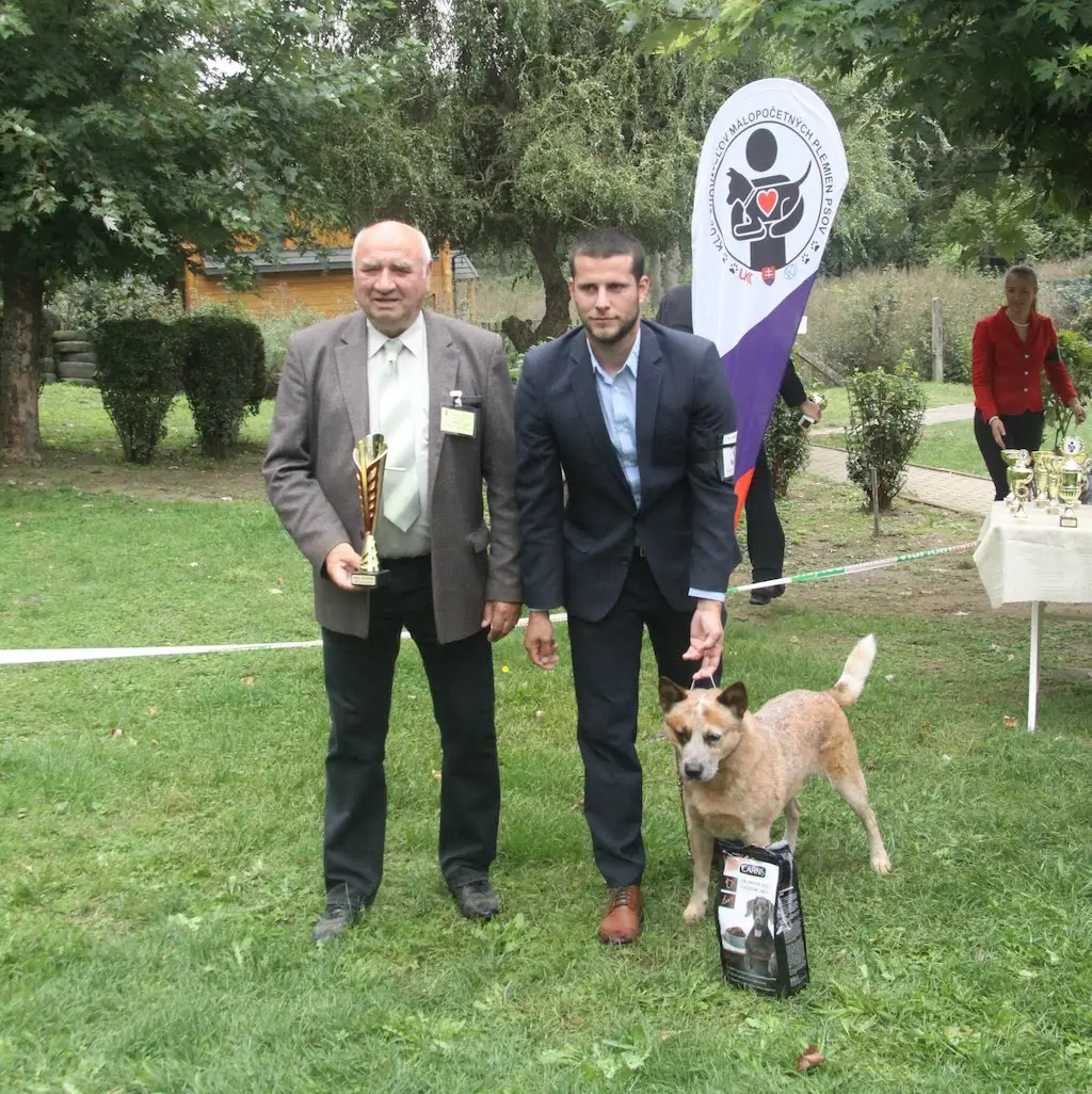 BEST IN SHOW Austrálsky dobytkársky pes AXEL ZE STĚZOVSKÉ ROKLE maj.: Samuel Ďurík