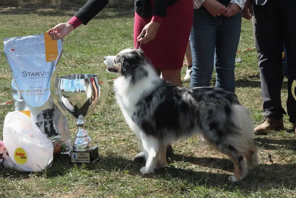 BEST IN SHOW Austrálsky ovčiak AURORA AUSTRALIS CHRYSTAL LIGHT maj.: Katarína Puhová